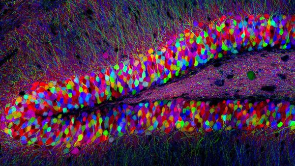 Journée du Neuropôle 2020